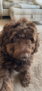 Willow our school dog